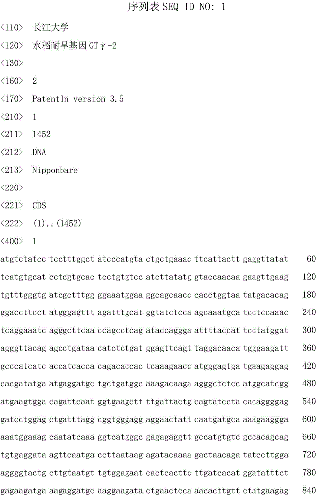 Rice Drought Tolerance Gene gtγ‑2