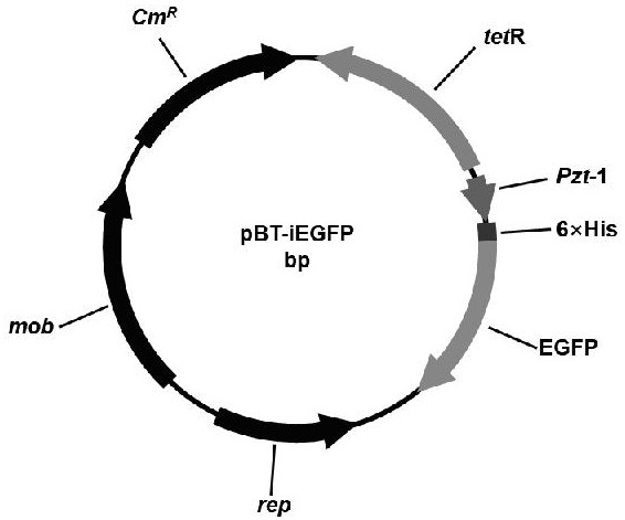 Construction of broad-host plasmid for inducible expression of green fluorescent protein and application of broad-host plasmid in fluorescent tracing