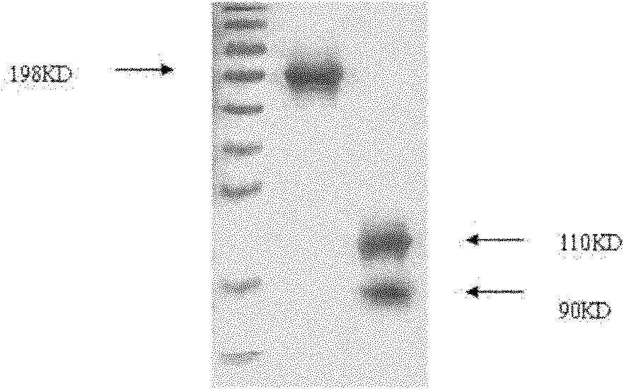 Genetic engineering kit for detecting environmental estrogen pollutants and application thereof