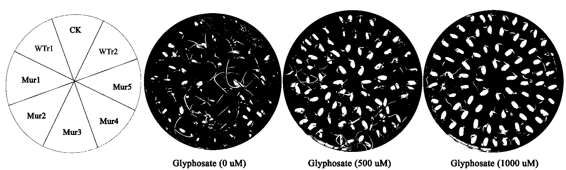 Preparation of glyphosate resistance enhanced EPSPS (5-enolpyruvyl shikimate-3-phosphate synthase) mutant of Vitis vinifera and application of EPSPS mutant of Vitis vinifera