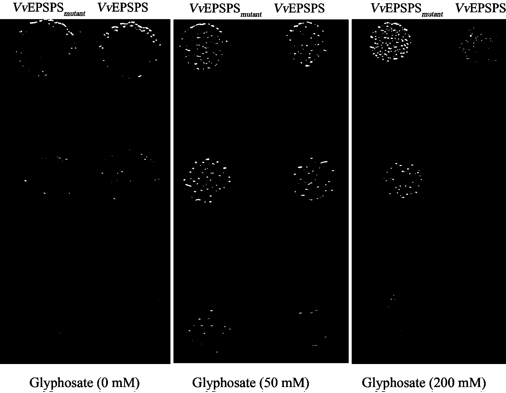 Preparation of glyphosate resistance enhanced EPSPS (5-enolpyruvyl shikimate-3-phosphate synthase) mutant of Vitis vinifera and application of EPSPS mutant of Vitis vinifera