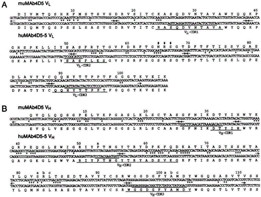 Preparation method of human T cell carrying anti-Her2/CD3 bispecific function protein