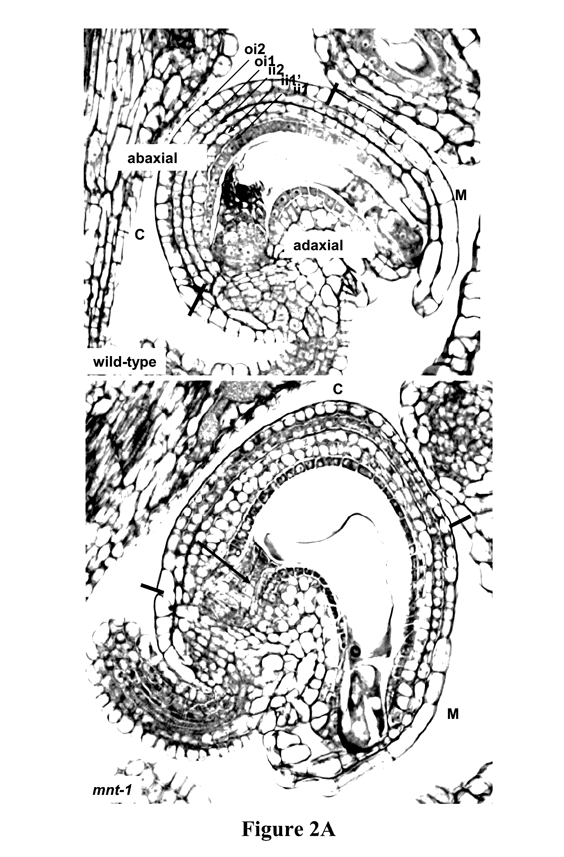 Methods for modulating cell proliferation in the seed coat and/or integument