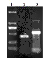Recombinant phage vaccine for avian influenza A and construction method for recombinant phage vaccine