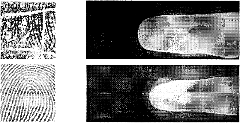 Fingerprint and finger vein bimodal recognition decision level fusion method