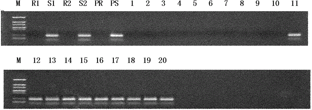 Molecular marker and specific primers for assisting in test of wilt disease resistance in brassica oleracea and use thereof