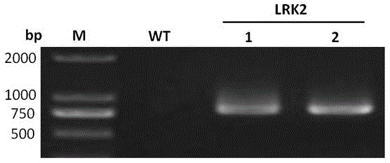 LRK2 gene giving greensickness resistance to plants and application thereof