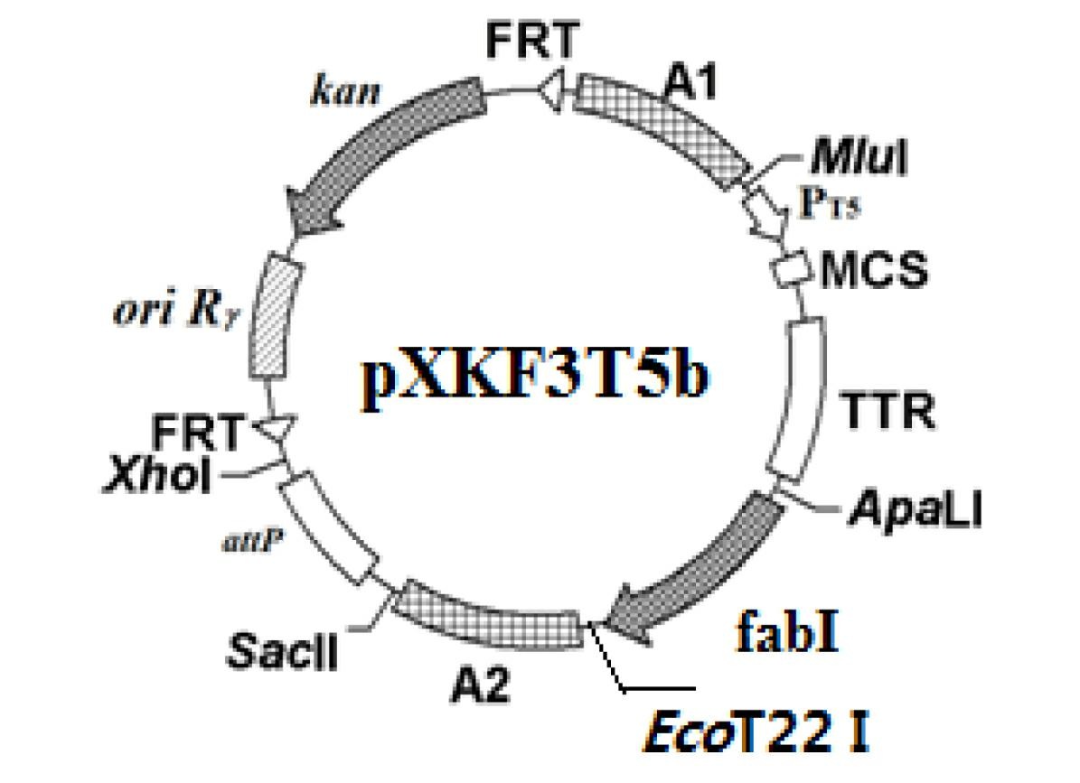 Construction method of gene engineering strain without plasmid and antibiotic resistance screening marker