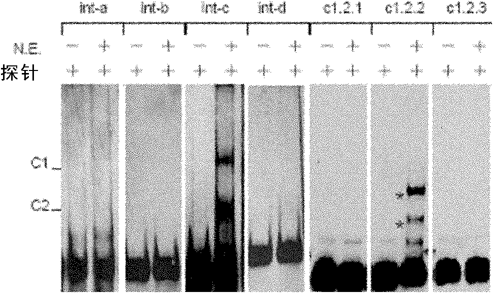 DNA sequence regulating eukaryotic gene transcription, and its binding proteins