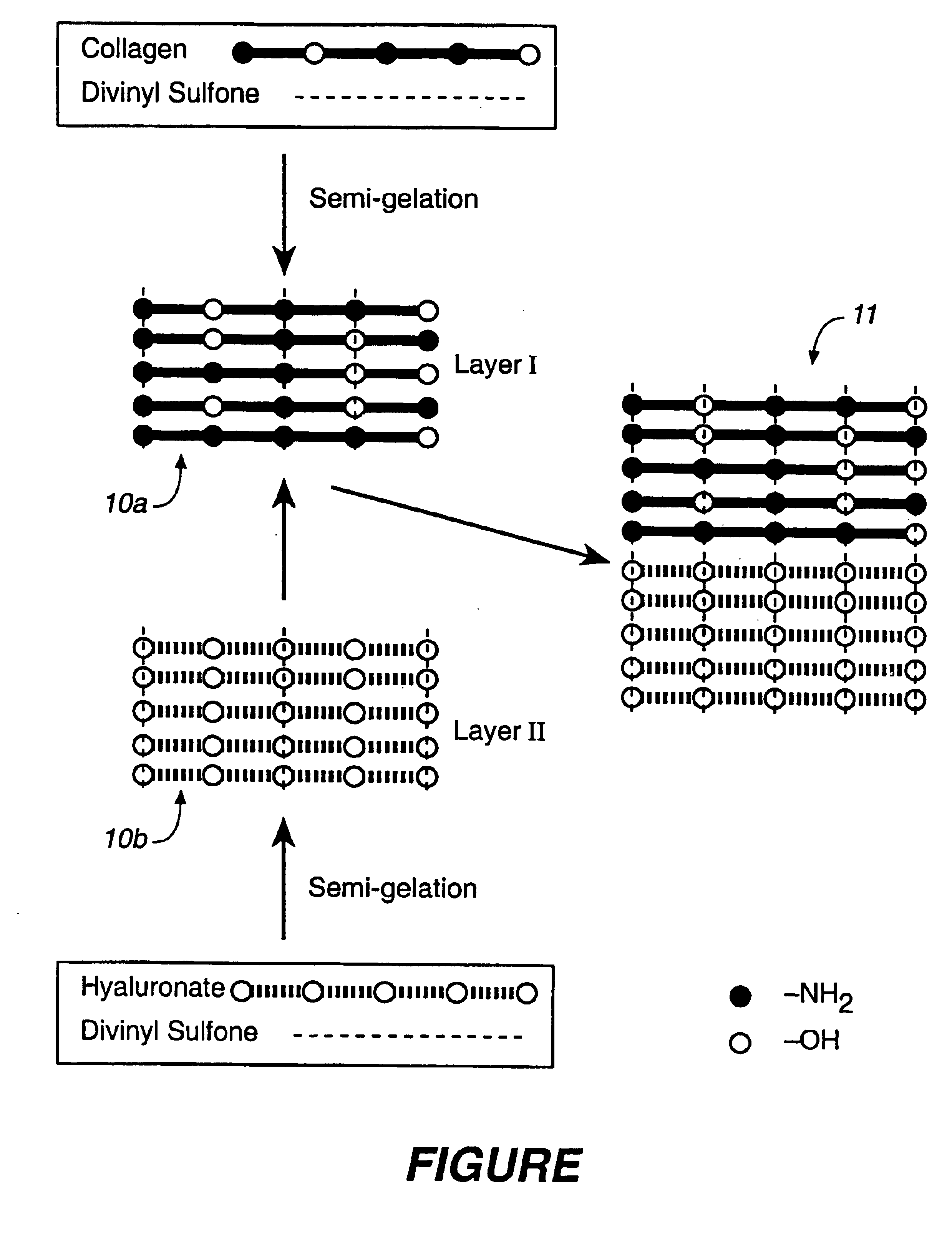 Collagen/polysaccharide bilayer matrix