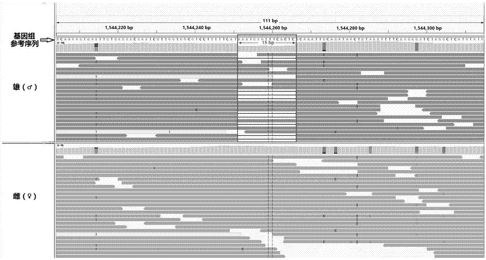 Molecular marker for identifying genetic gender of pseudosciaena crocea and application thereof