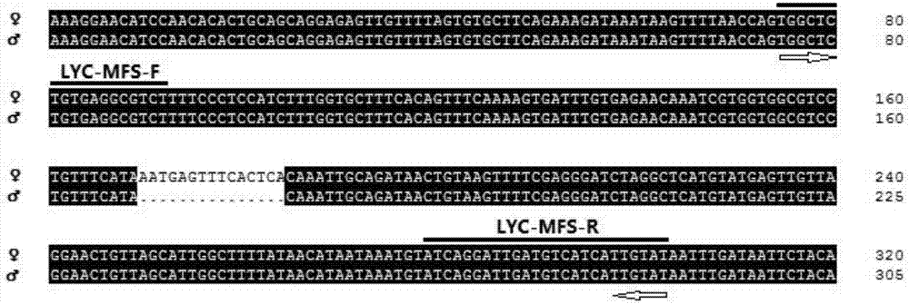 Molecular marker for identifying genetic gender of pseudosciaena crocea and application thereof