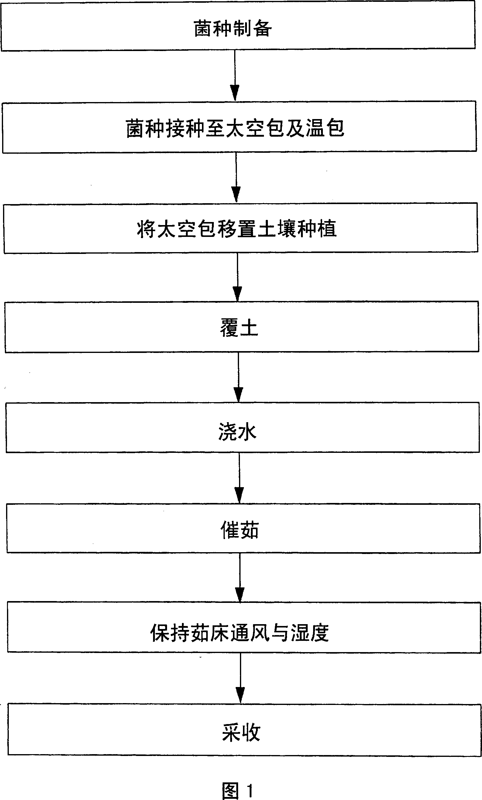 Process for culturing Brazilian mushroom