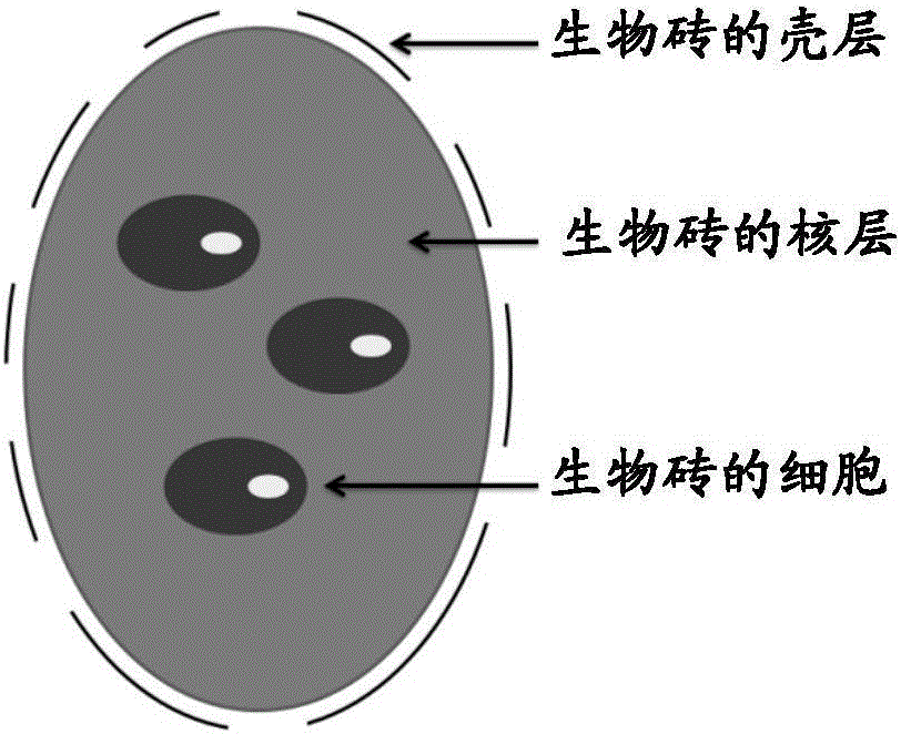 Biobricks containing mesenchymal stem cell (MSC) and application thereof