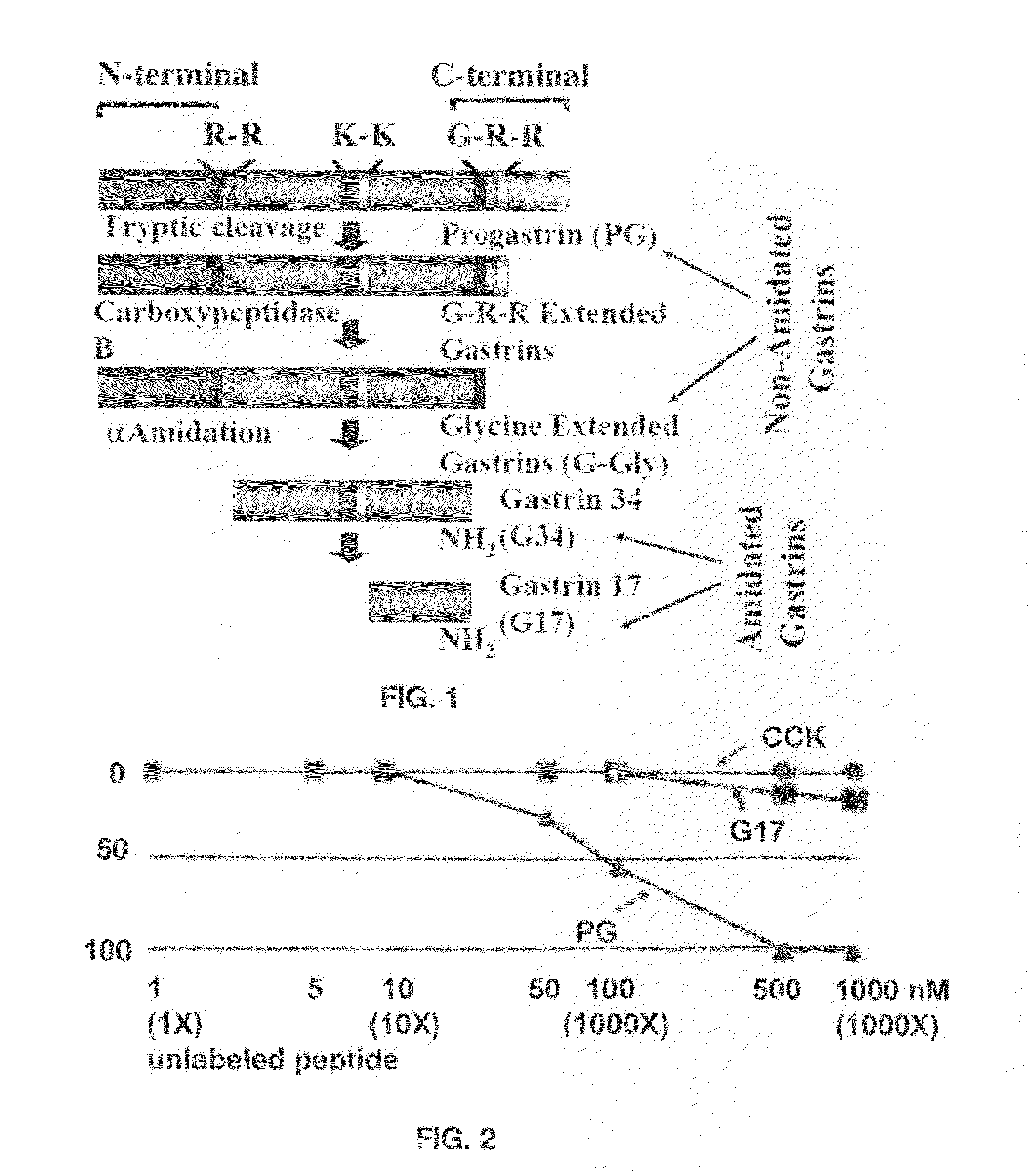 Diagnosis and treatment of epithelial cancers using labeled/conjugated progastrin peptides