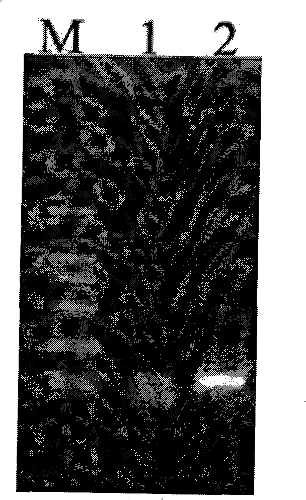 Target glioma resistant protein, preparation method and application