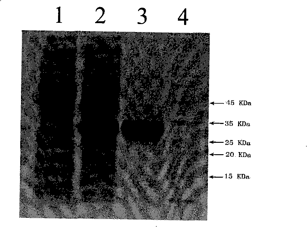 Target glioma resistant protein, preparation method and application