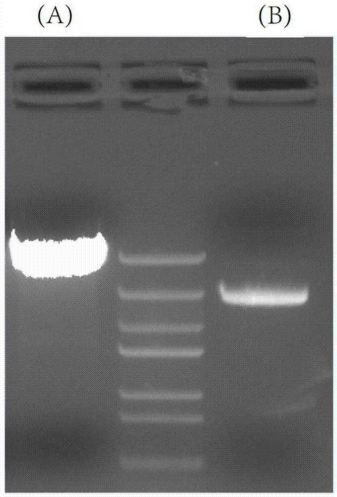 Ribonucleic acid (RNA) interference vector for bovine genome locus specificity recombination, vector construction method and application