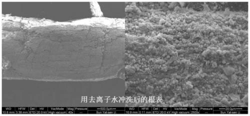 Method for separating inner-layer and outer-layer substances of wetland plant root surface iron film