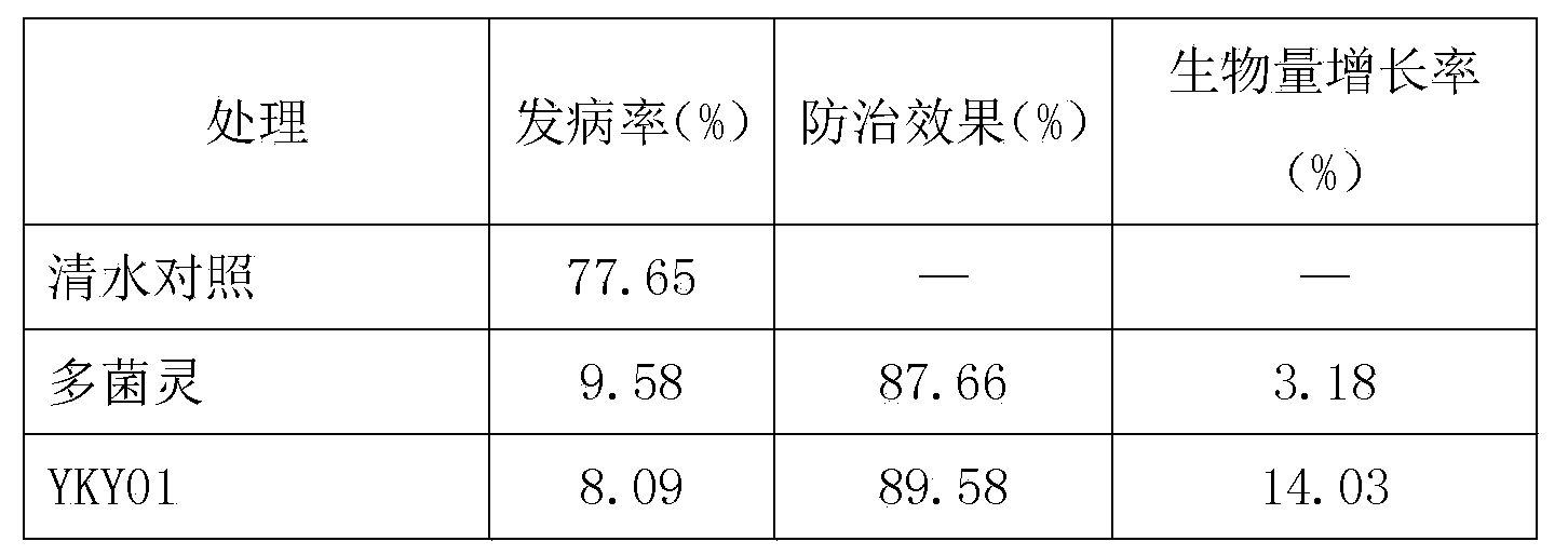 Biocontrol strain YKY01 for preventing and treating aromatic tobacco black shank and anti-biological inoculant of biocontrol strain YKY01