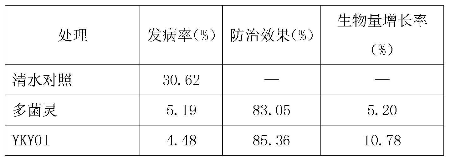 Biocontrol strain YKY01 for preventing and treating aromatic tobacco black shank and anti-biological inoculant of biocontrol strain YKY01