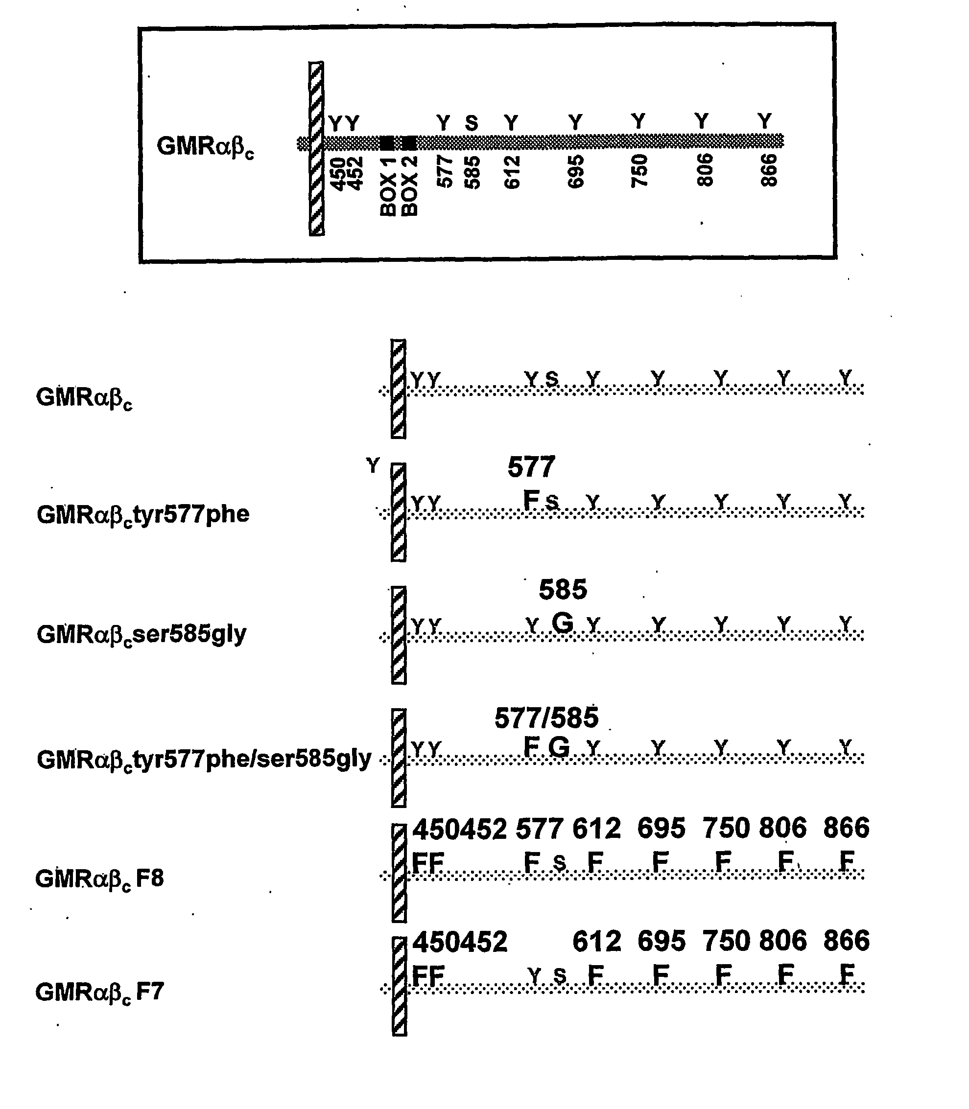 Bidentate motif and methods of use