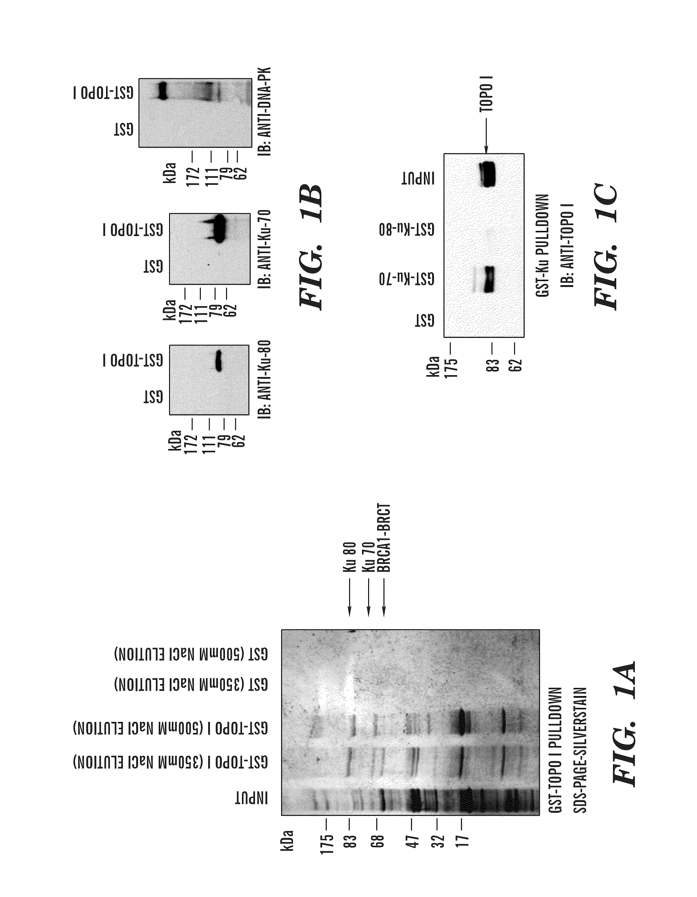 Predictive marker for topoisomerase I inhibitors