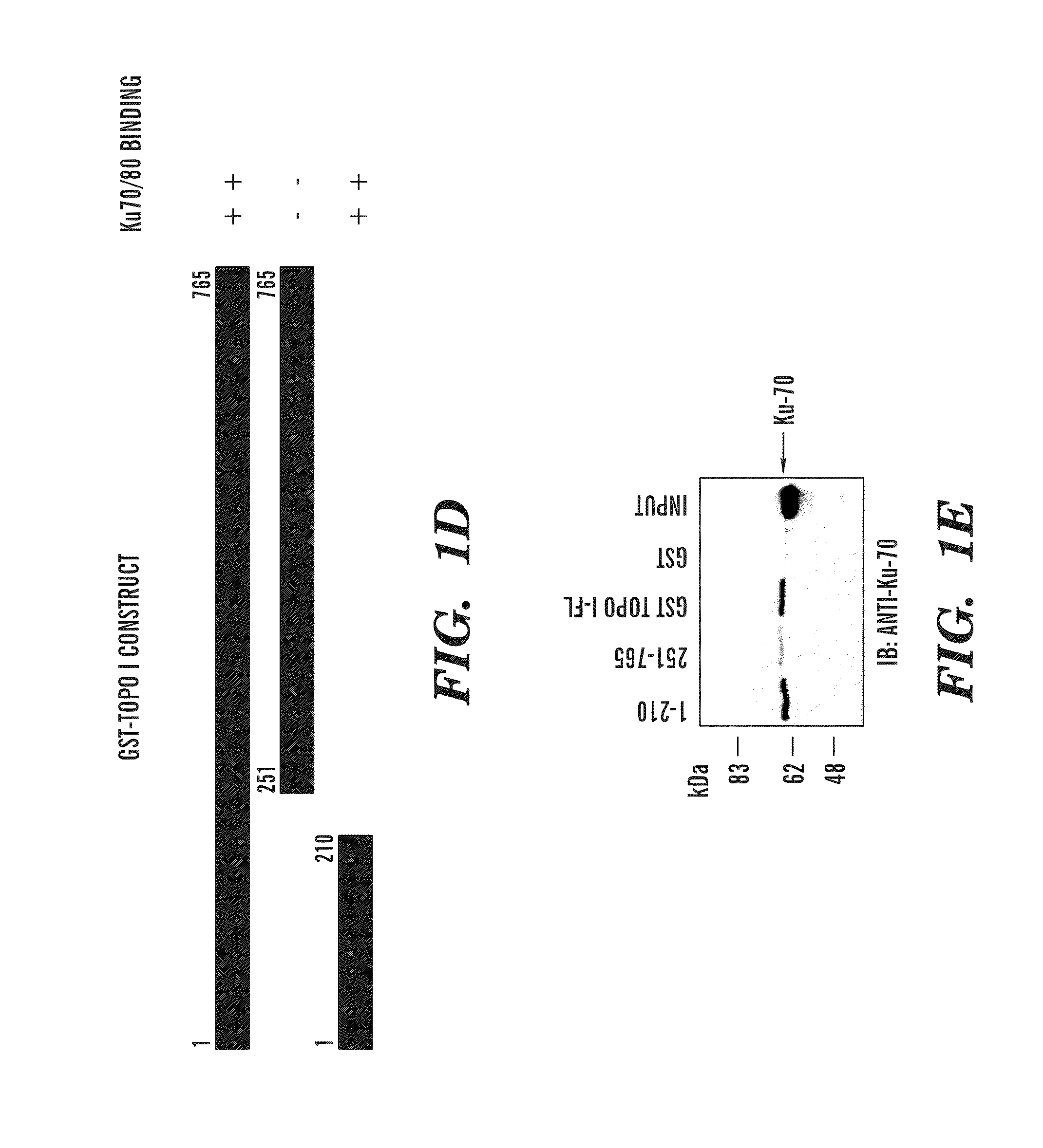 Predictive marker for topoisomerase I inhibitors