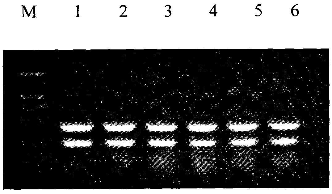 Cryptosporidium and cryptosporidium parvum specific PCR detecting reagent kit and detecting method