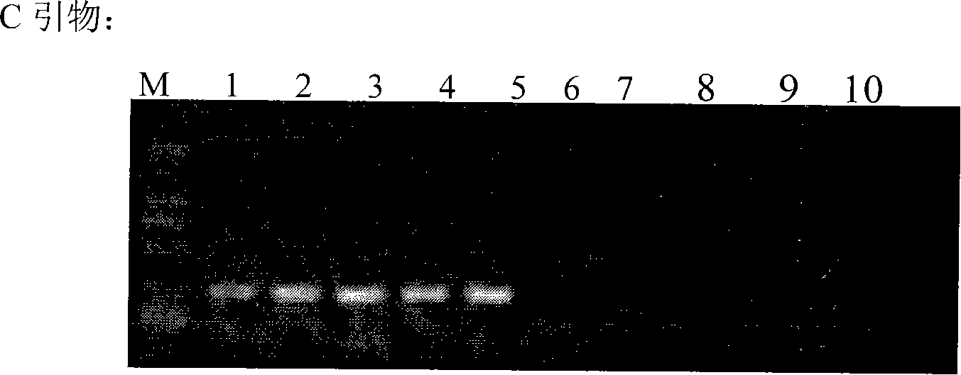 Cryptosporidium and cryptosporidium parvum specific PCR detecting reagent kit and detecting method