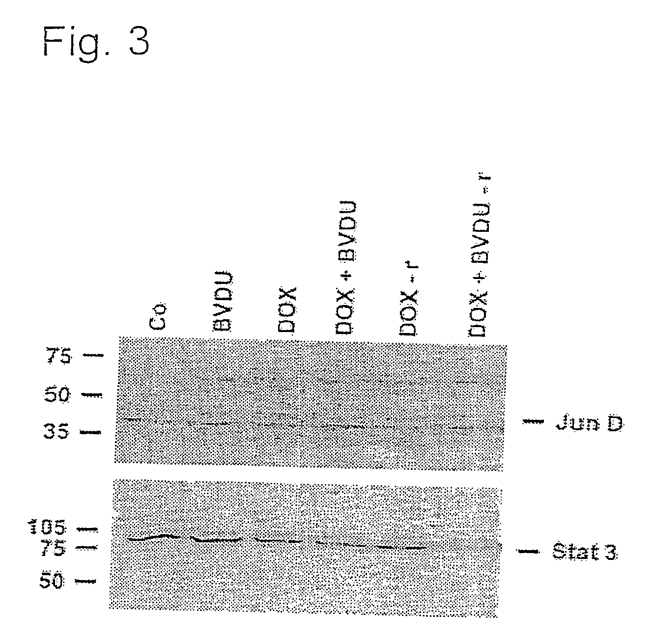 Use of 5-substituted nucleosides for reinforcing the apoptotic effect of cytostatic drugs