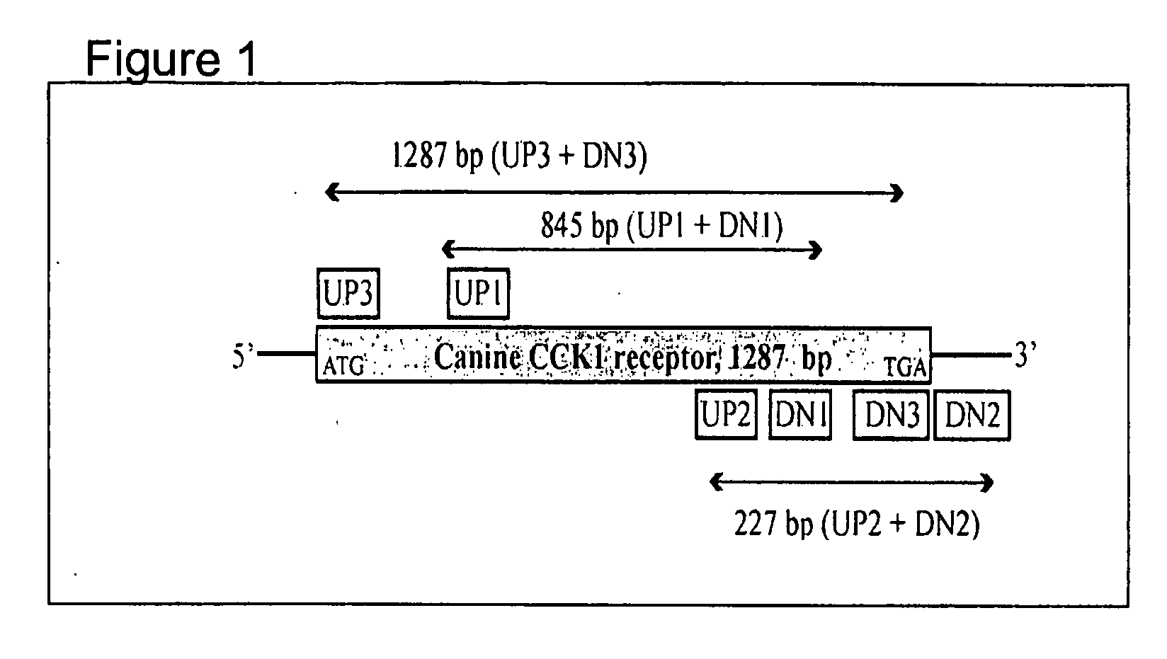 Canine Cholecystokinin 1 Receptor Materials And Their Use