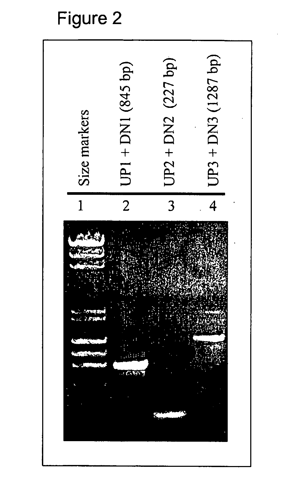 Canine Cholecystokinin 1 Receptor Materials And Their Use