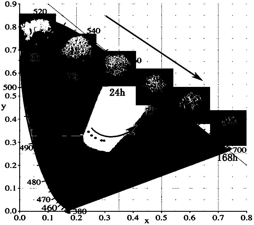 Fluorescent tracing method of Alpha-tricalcium phosphate hydration process