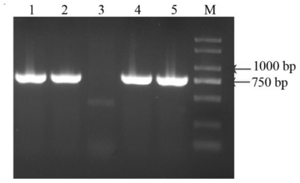 A key gene gbmyb6 that promotes the synthesis of ginkgo flavonoids and its expressed protein, vector and application