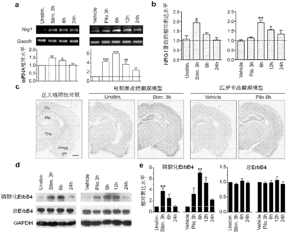 Application of neuregulin 1 and acceptor thereof as target for preparing and screening anti-epileptic drugs