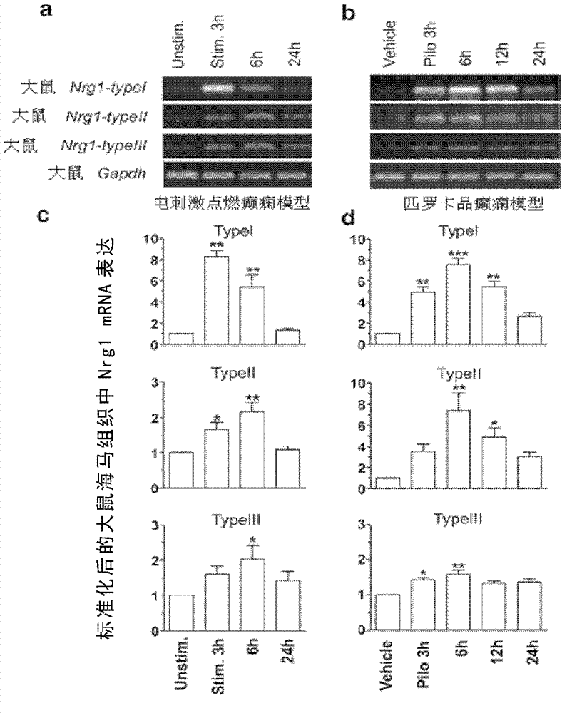 Application of neuregulin 1 and acceptor thereof as target for preparing and screening anti-epileptic drugs