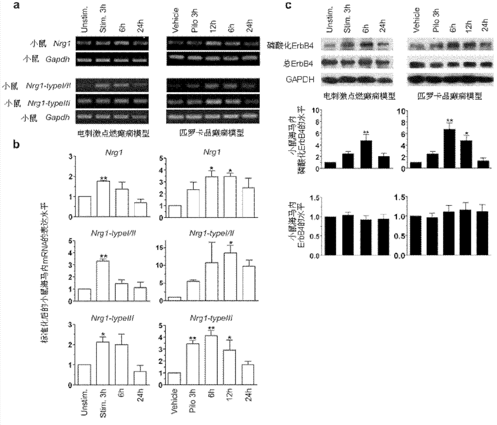 Application of neuregulin 1 and acceptor thereof as target for preparing and screening anti-epileptic drugs