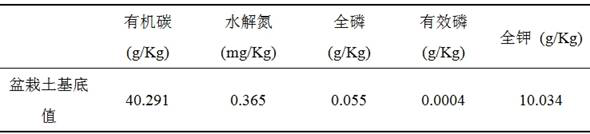 An endophytic fungus that can enhance casuarina acid phosphatase activity under low phosphorus environment