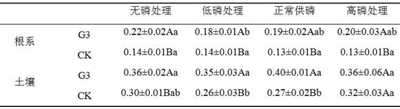 An endophytic fungus that can enhance casuarina acid phosphatase activity under low phosphorus environment