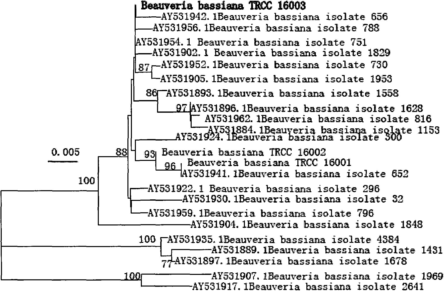 Beauveria bassiana(Bals.-Criv.)Vuill and application thereof