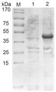 A kind of porcine transmissible gastroenteritis virus n protein antibody titer assay method