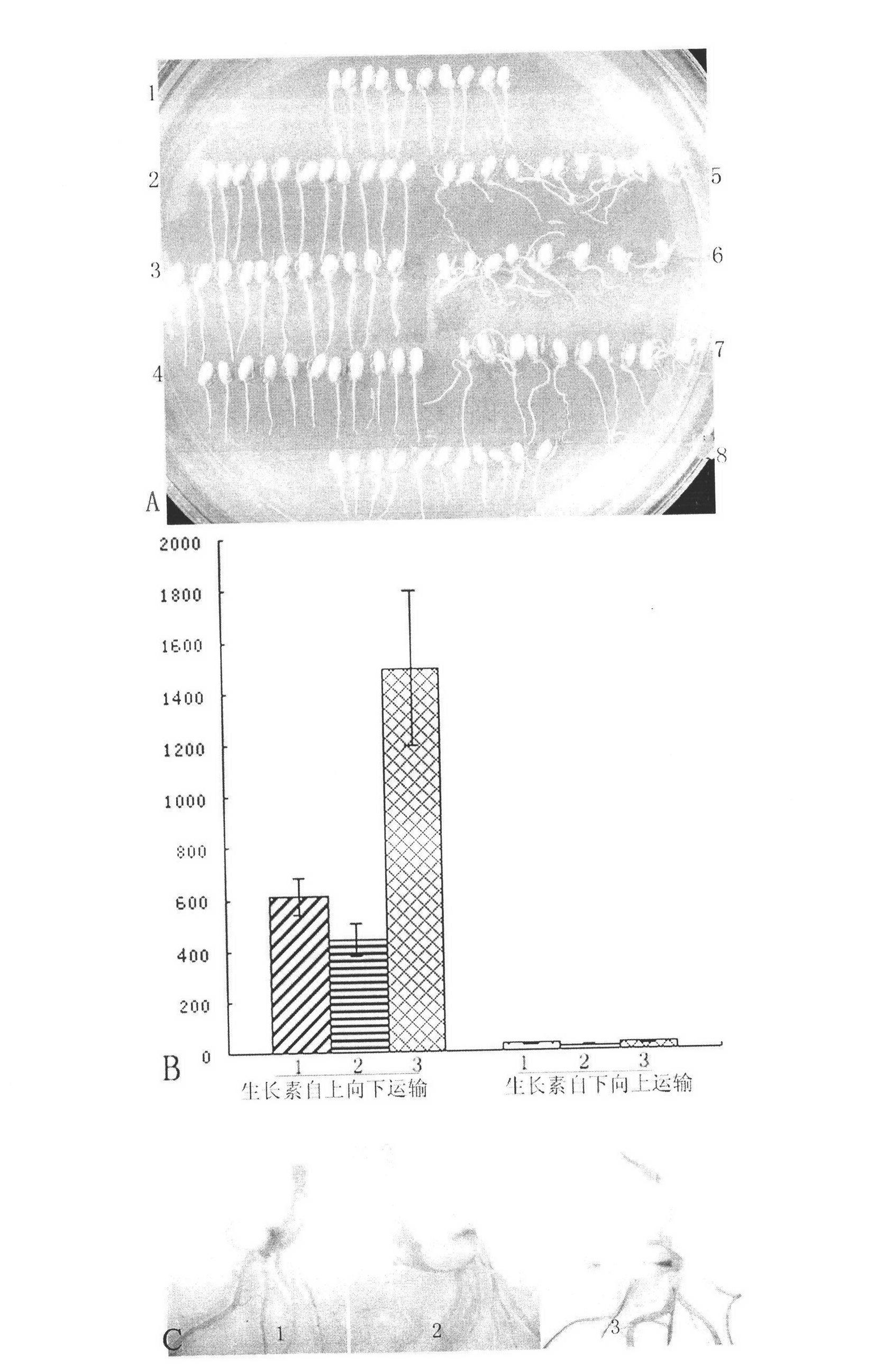 Auxin transport protein gene of paddy rice and application thereof