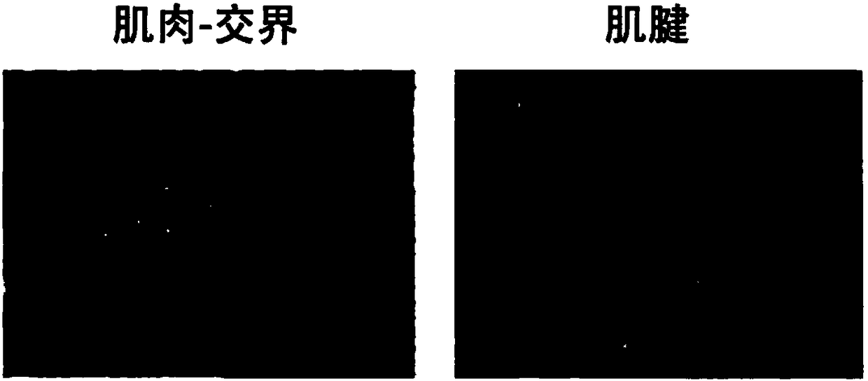 Method for preparing tendon composite muscle decellularized material derived from natural tissue