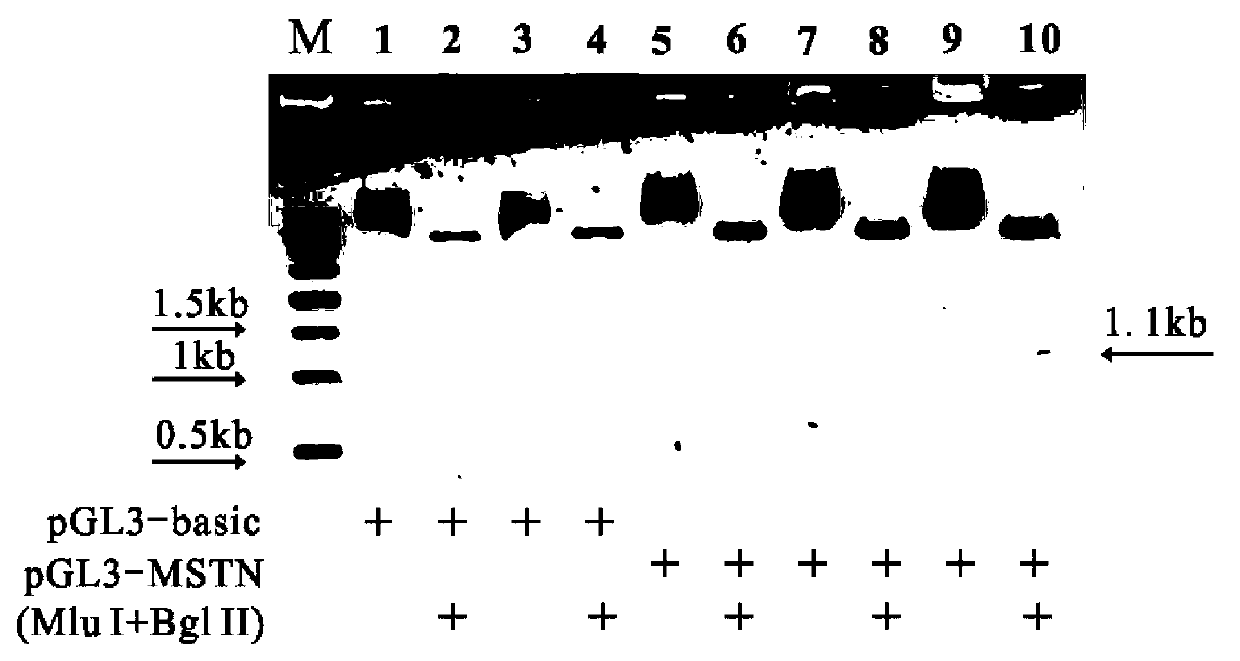 Pig myostatin gene promoter and its applications