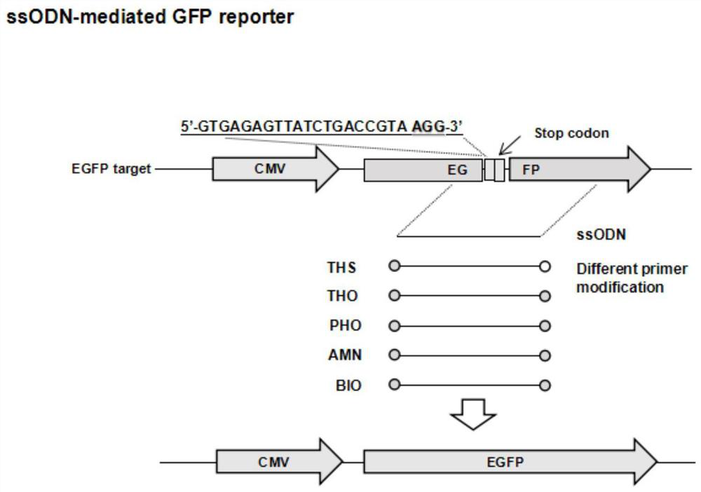 A method for improving the efficiency of site-directed modification of cell genome by using modified ssodn