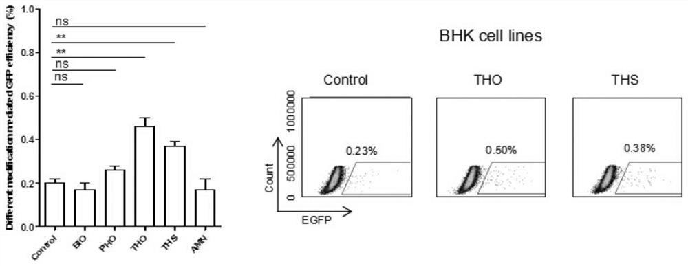 A method for improving the efficiency of site-directed modification of cell genome by using modified ssodn