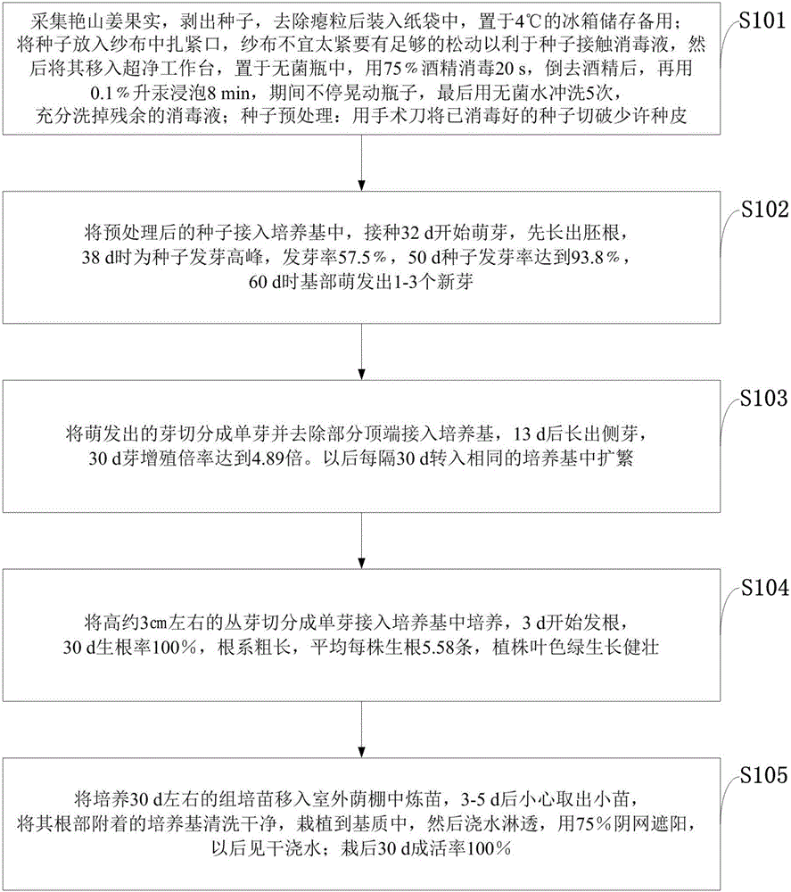 Alpinia zerumbet seed aseptic germination and fast propagation method