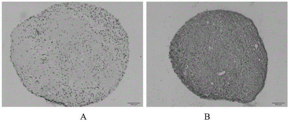 Tissue-engineered bone based on entochondrostosis system and construction method thereof