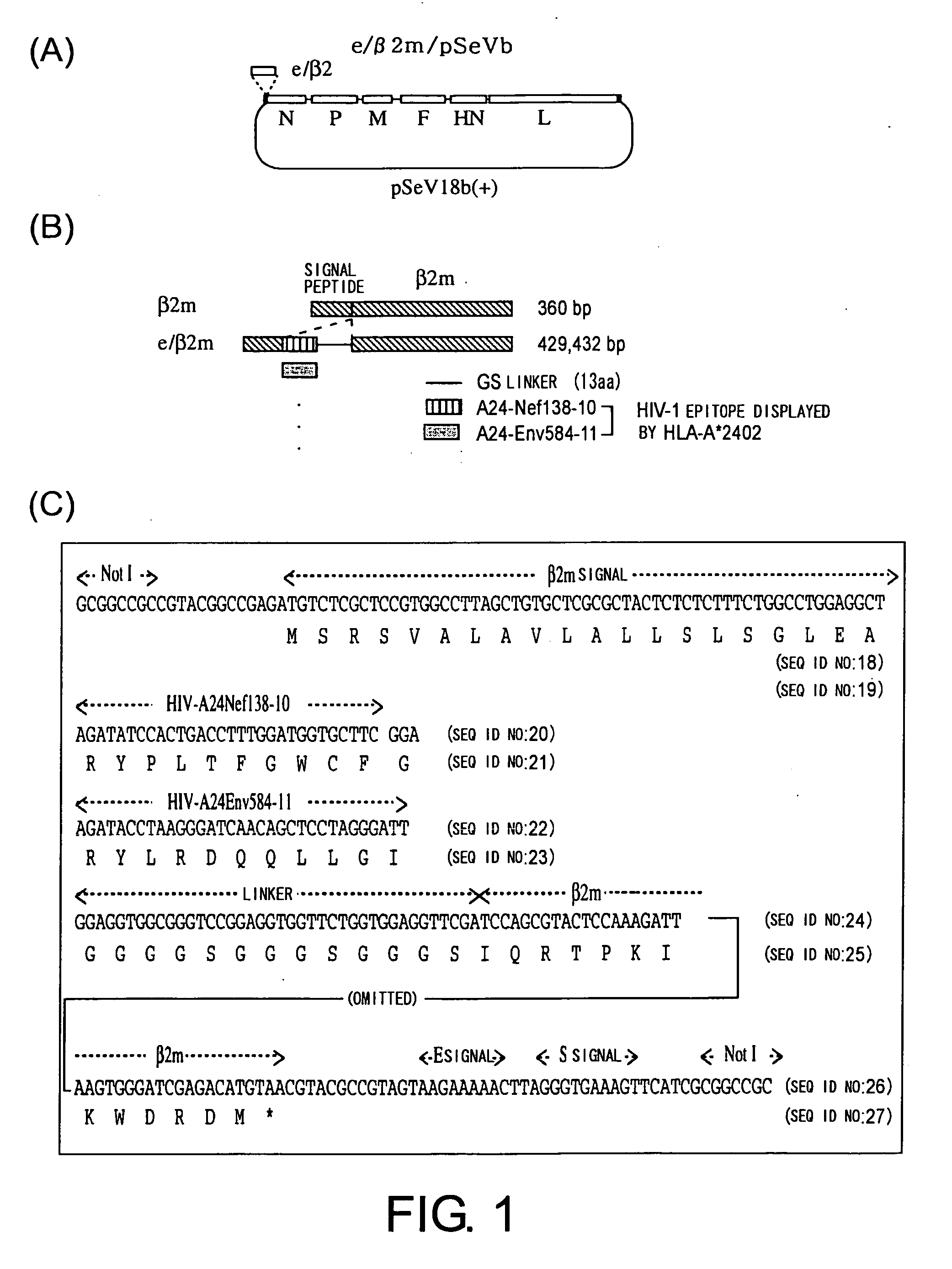 Method of strengthening foreign epitope presentation by mhc class i by inhibiting tap activity